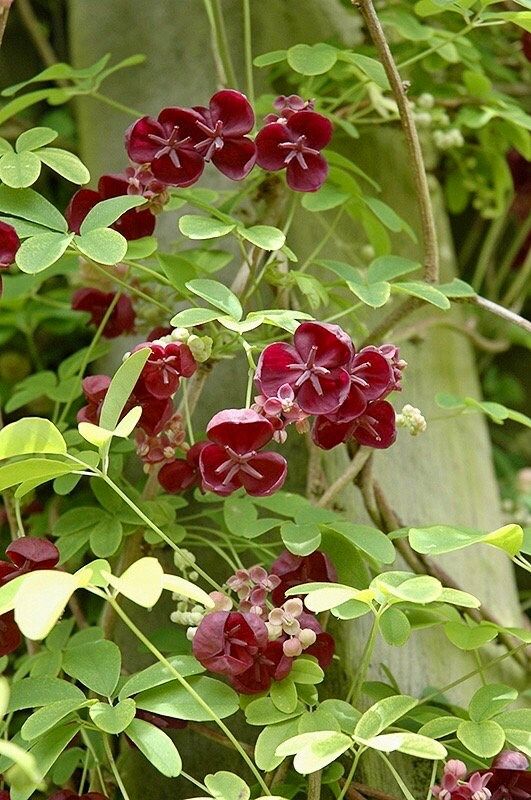 Chocolate Vine Seeds ~ Akebia Quinata ~ Five-leaf Chocolate Vine ~ Five-leaf Akebia