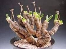 Monilaria Moniliformis Seeds ~ Bunny Succulents ~ Monilaria Obconica ~ Easter ~ Cool Plants ~ Easy Care