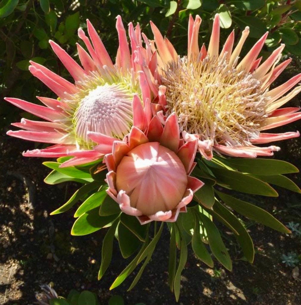 Rare Giant Queen Protea Magnifica Protea Seeds ~ "Woolly Beard" ~ Garden ~ Flower ~ Plant ~ Exotic ~ Tropical ~ Bouquet ~ Flowers