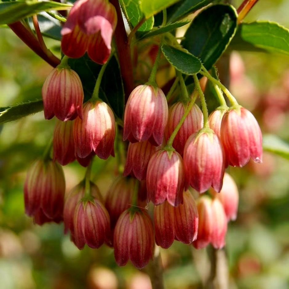 Japanese Furin Seeds ~ Tsutsuji Enkianthus Campanulatus ~ Bell ~ Grow Your Own ~ Spring ~ Houseplants ~ Gift Ideas ~ Beautiful Flowers