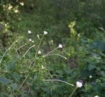 Mirabilis Longiflora ‘Fairy Trumpets’ Seeds ~ Sweet Four-o’clock ~ Fragrance ~ Fragrant Flowers