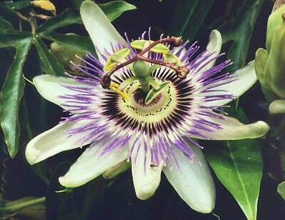 Variety of Passiflora Seeds ~ Passionflower ~ Maypop ~ Passion Fruit Flower ~