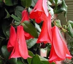 Lapageria Rosea Vine Seeds ~ Chilean Bellflower ~ Rare ~ Grow Your Own ~ Spring Flowers ~