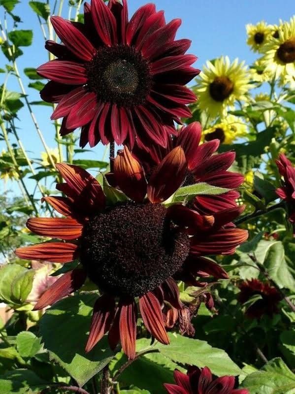 Chocolate Cherry Sunflower Seeds ~ Helianthus Annuus ~ Pretty Flowers ~ Garden ~ Fall ~ Heirloom Seeds ~ Autumn