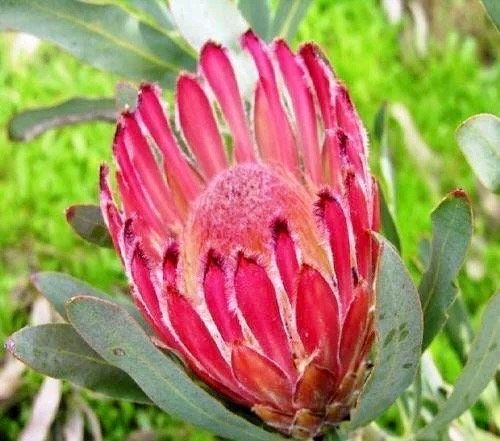 South African Burchell's Sugarbush Seeds ~ Protea Burchellii ~ Bouquets ~ Plants ~ Rare ~ Grow Your Own ~Tropical Flowers ~ Exotic Flowers