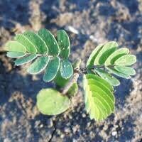 BIG Sensitive Partridge Pea Grow Starter Kit~ Sleepingplant ~ Beach Sensitive Pea ~ Sensitive Plant ~ Sensitive Fern