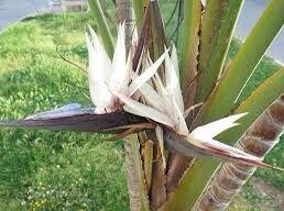 White Birds of Paradise Seeds ~ Strelitzia Nicolia ~ Wild Banana ~ Crane Flower ~ Grow Your Own ~ Spring ~ Houseplants