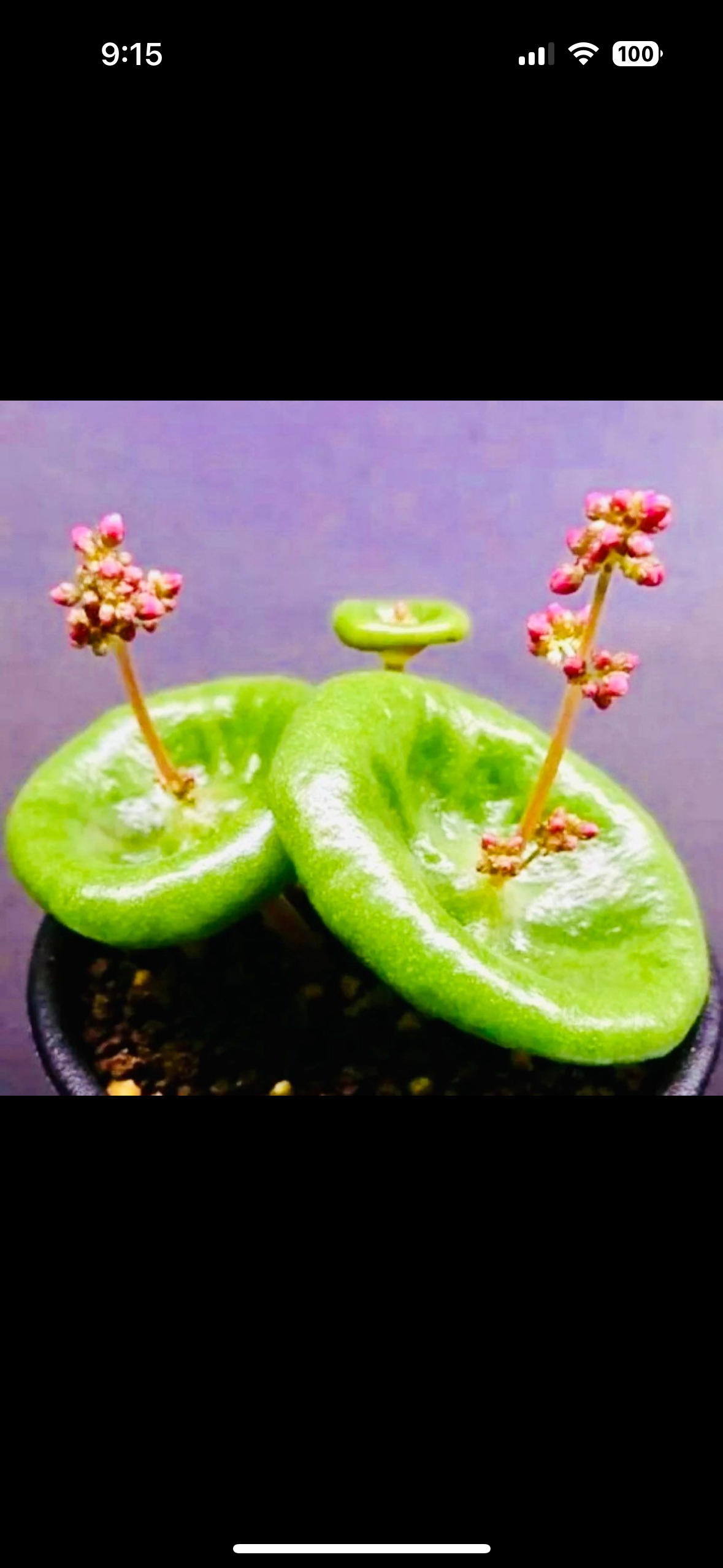 Rare Crassula Umbella Semillas Seeds ~ 'Wine Cup' ~ Flowers ~ Succulents ~ Plants ~ Garden ~ Grow Your Own ~ Easy Care