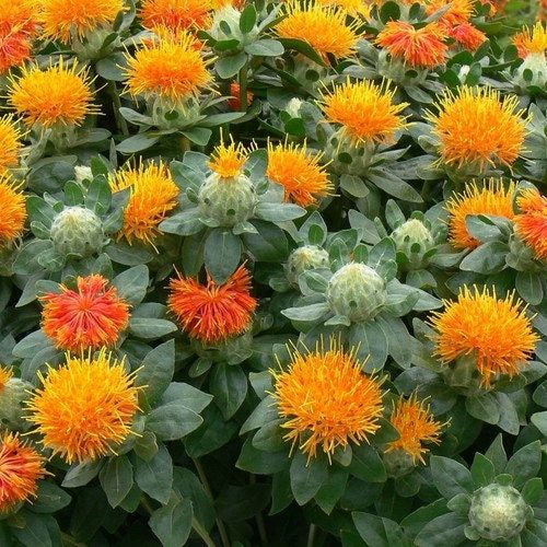 Carthamus Nemo Mix Seeds ~ Plants ~ Garden ~ Grow Your Own ~ Spring Flowers ~ Instead of Flowers