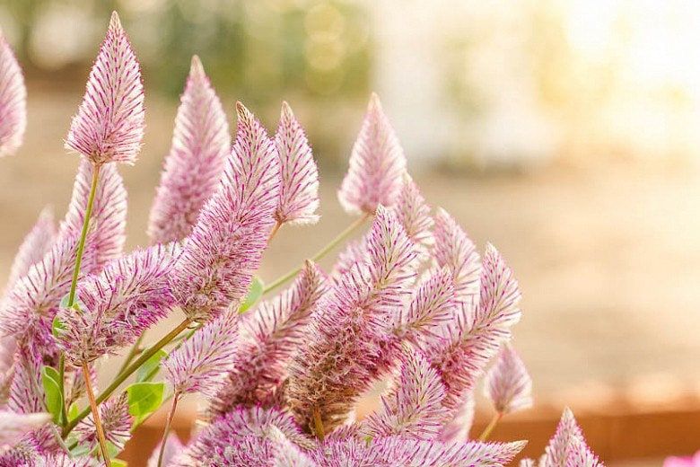 Ptilotus Joey Seeds ~ Joey Improved Ptilotus ~ Ptilotus Exaltatus ‘Joey Improved’ ~ Pretty Flower