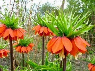 Orange Crown Imperialis Seeds ~ Fritillaria Imperialis ~ Exotic ~ Unique ~ Fun ~ Bees ~ Butterflies ~ Beautiful Flowers ~ Dr Seuss