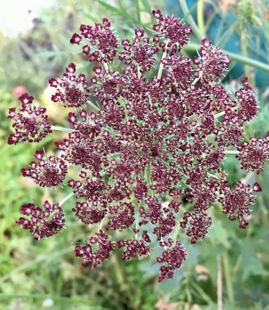 Maroon Lace Flower Seeds ~ Purple Kissesara ~ Daucus ~ Queen Anne's Lace ~ Daucus Carota ~ Dried Flowers ~ Dried Flowers Bouquets ~ Boho