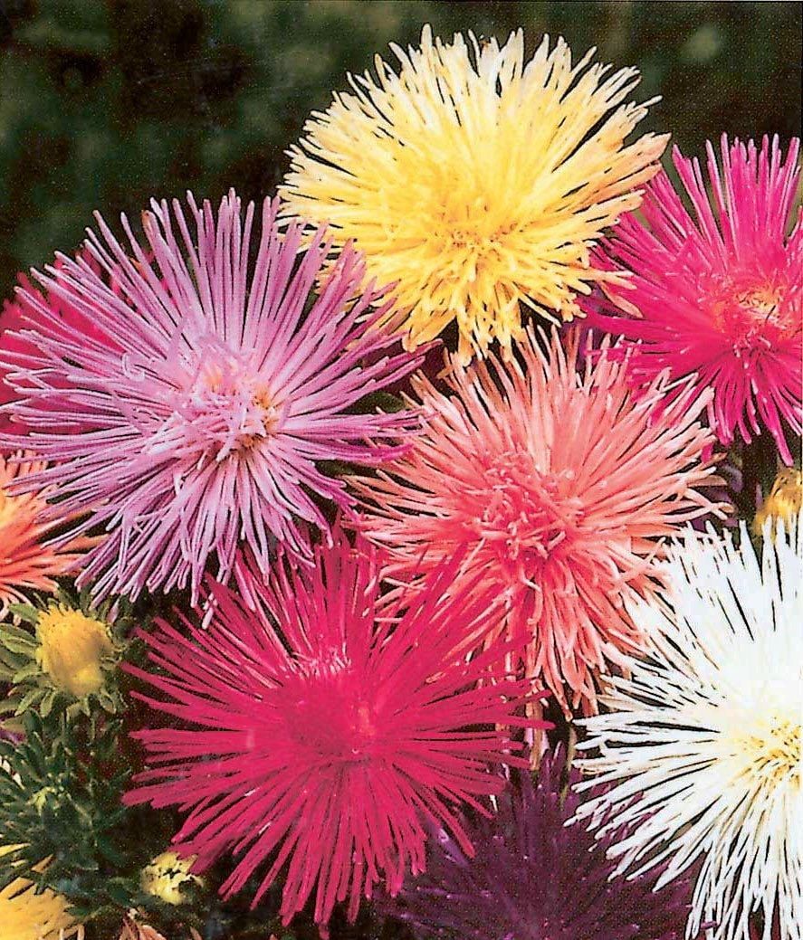 Mixed Colored Needle Aster Seeds ~ Spider Aster ~ Spring Time ~ Garden ~ Pretty Flowers ~ Bouquet ~ Wedding Flowers ~ Flowers ~ Asters