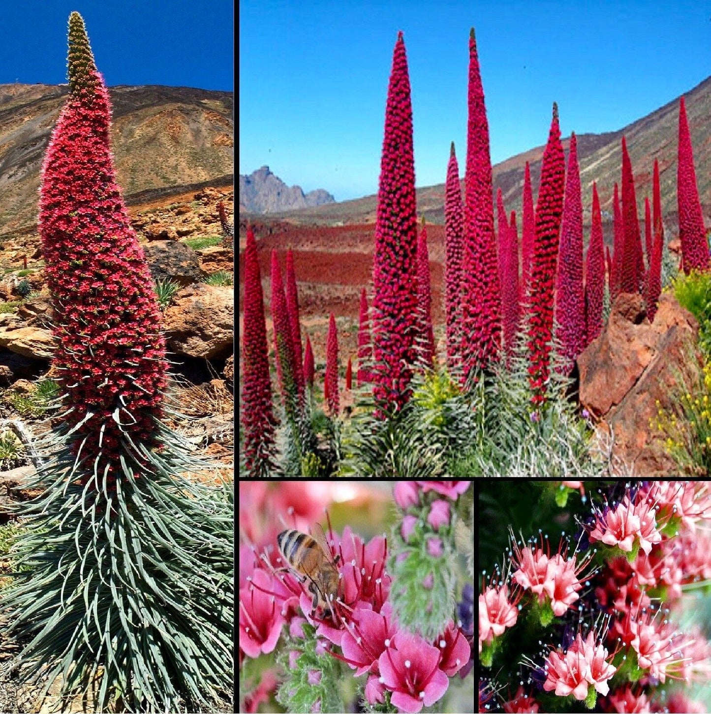 Tower of Jewels Flower Seeds ~ Echium Wildpretii ~ Snake Head ~ Unique ~ Rare ~ Exotic ~ Garden ~ Grow Your Own ~ Plant