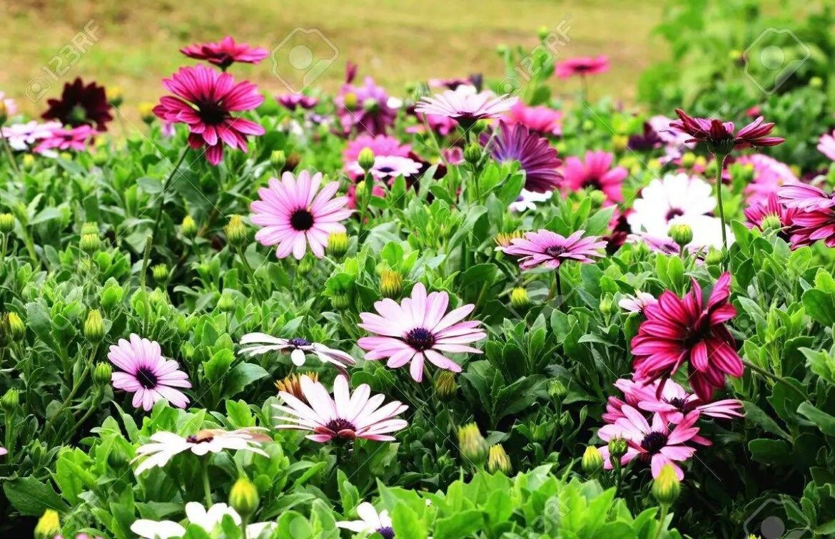 African Daisy “Cineraria Mix” Flower Seeds ~ Cape Marigold