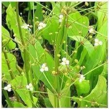 Alisma Plantago-Aquatica Seeds ~ Plants ~ Garden ~ Grow Your Own ~ Spring Flowers ~ Instead of Flowers