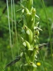 Platanthera Aquilonis Seeds ~ Northern Green Orchid ~ North Wind Bog Orchid ~ Orchids ~ Usual Flowers ~ Exotic Flower