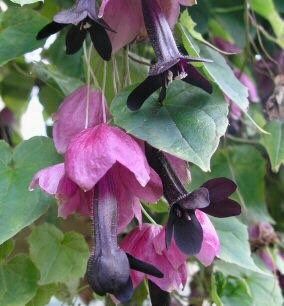 Rhodochiton Atrosanguineus Seeds ~ Purple Bell Vine ~ Exotic ~ Unique ~ Green House ~