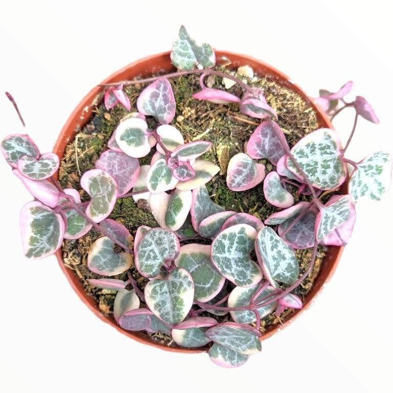 variegated plant seeds Variegated Ceropegia Woodii Seeds ~ Variegated String of Heart ~ Succu – Your Plant Bitch