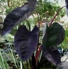 Colocasia Black Magic Seeds ~ Black Elephant Ear Plant ~ Taro ~ Araceae ~ Houseplants ~ Green House ~ Gardening ~ Spring ~ Cool Plants