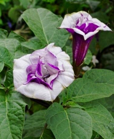 Purple Queen Devil’s Trumpet Seeds ~ Datura Metel ~ Fresh Seeds ~ Blooms ~ Flowers ~ Instead of Flowers ~