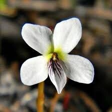 Viola Lanceolata Seeds ~ Lance-Leaved Violet ~ Bog White Violet