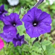 Petunia Multiflora Quinto Blue Seeds ~ Petunia x Hybrid ~ Plants ~ Garden ~ Grow Your Own ~ Spring Flowers ~ Instead of Flowers ~ Flowers