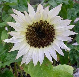 Moonshadow Sunflower Seeds ~ Helianthus Annuus ~ Pretty Flowers ~ Garden ~ Fall ~ Heirloom Seeds ~ Autumn ~ Ornamental Sunflowers