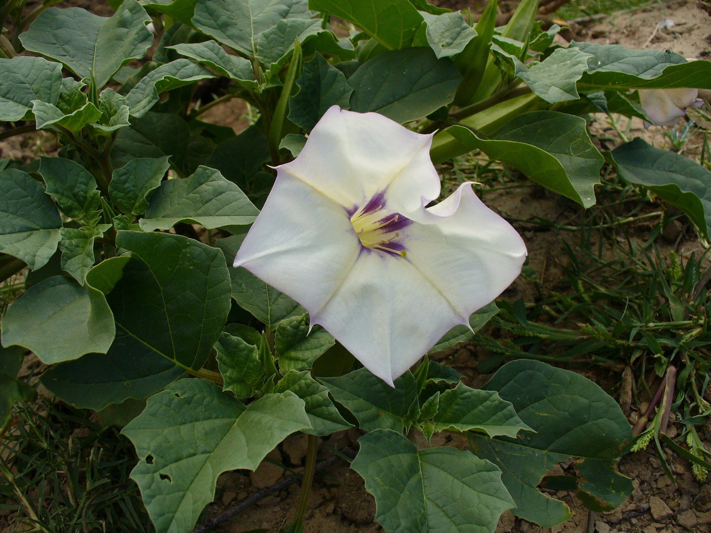 Unique Angel’s Trumpet Seeds ~ Datura Discolor ~ Desert Thornapple ~ Trumpet Creeper ~ Fresh Seeds ~ Blooms ~ Flowers ~ Fragrance ~ Pretty