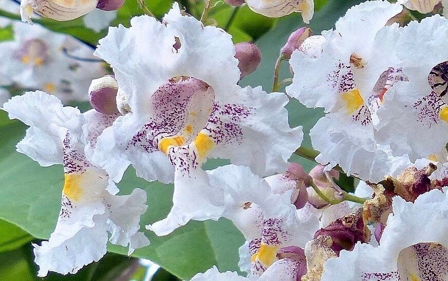 Showy Catalpa Tree Seeds ~ Catawba Catalpa Speciosa ~ Flowers ~ Home Garden ~ Exotic Flower ~ Rare