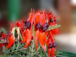 rare flower seeds australia Rare Australian Sturts Desert Pea Seeds ~ Swainsona Formosa~ Plants ~ Garden ~ Exotic ~ Unique ~ Tropical