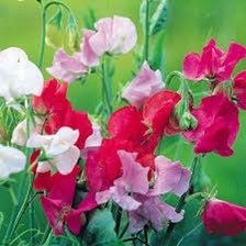 Multi Color Sweet Pea Seeds ~ Plants ~ Garden ~ Grow Your Own ~ Spring Flowers ~ Instead of Flowers ~ Flowers