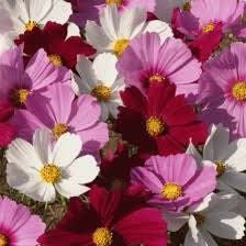 Mixed Cosmos Sea Shells Seeds ~ Bipinnatus ~ Mexican Aster