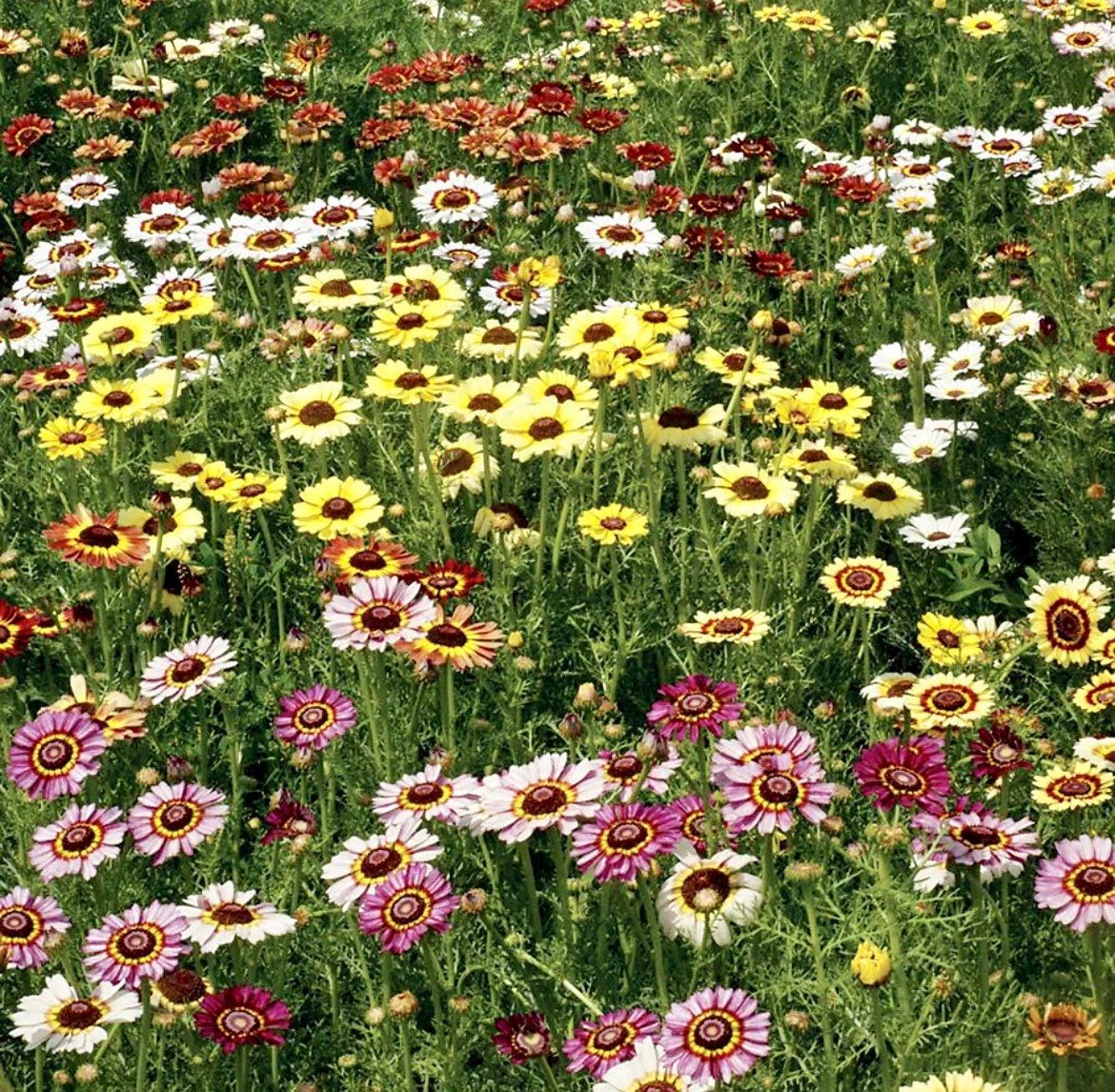 Mix Painted Daisy Seeds ~ Tanacetum Coccineum ~ Chrysanthemum Coccineum ~ Bouquets ~ Spring ~ Gardeners ~ Flowers