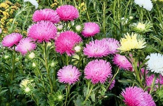 Rose Needle Aster Seeds ~ Spider Aster ~ Spring Time ~ Garden ~ Pretty Flowers ~ Bouquet ~ Wedding Flowers ~ Flowers ~ Asters