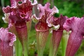 Sarracenia Purpurea ~ The Purple Pitcher Plant ~ Northern Pitcher Plant ~ Turtle Socks ~ Side-Saddle Flower ~ Carnivorous Plant