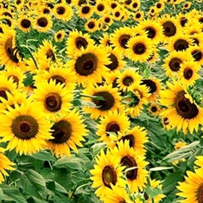 Black Oil Sunflower Seeds ~ Helianthus Annuus ~ Pretty Flowers ~ Garden ~ Fall ~ Heirloom Seeds ~ Autumn ~ Huge