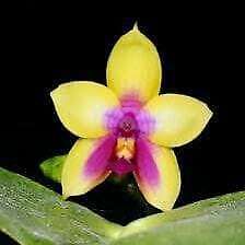 Phalaenopsis K S Happy Eagle Orchid Seeds ~ Bird Lovers ~ Usual Flowers ~ Exotic