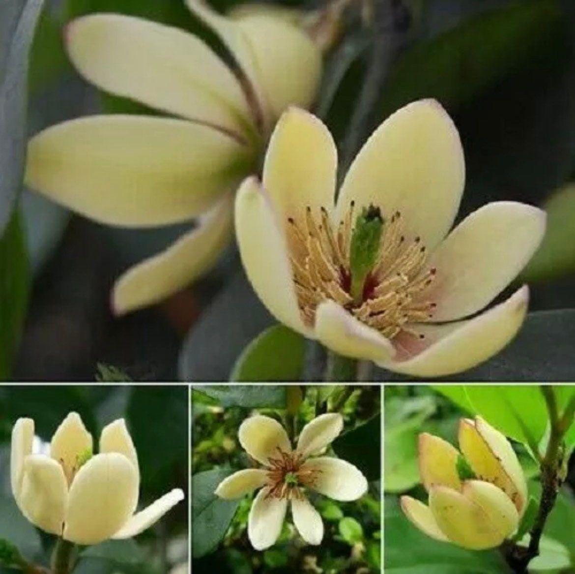 Michelia Alba Seeds ~ Usual Flowers ~ Exotic Flower