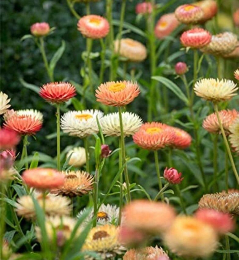 Peach Helichysum Strawflower Seeds ~ Xerochrysum Bracteatum Plants ~ Garden ~ Grow Your Own ~ Spring Flowers ~ Instead of Flowers ~ Flowers