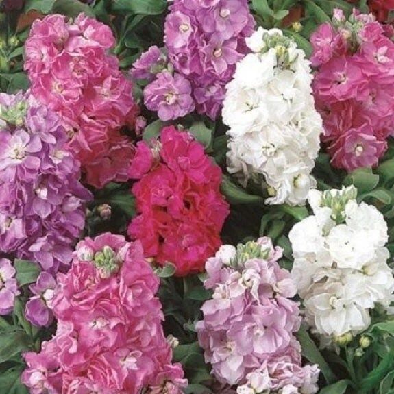 Cinderella Pink Flower Seeds ~ Flower ~ Seeds ~ Gifts ~ Grow Your Own ~ Spring Flowers ~ Instead of Flowers