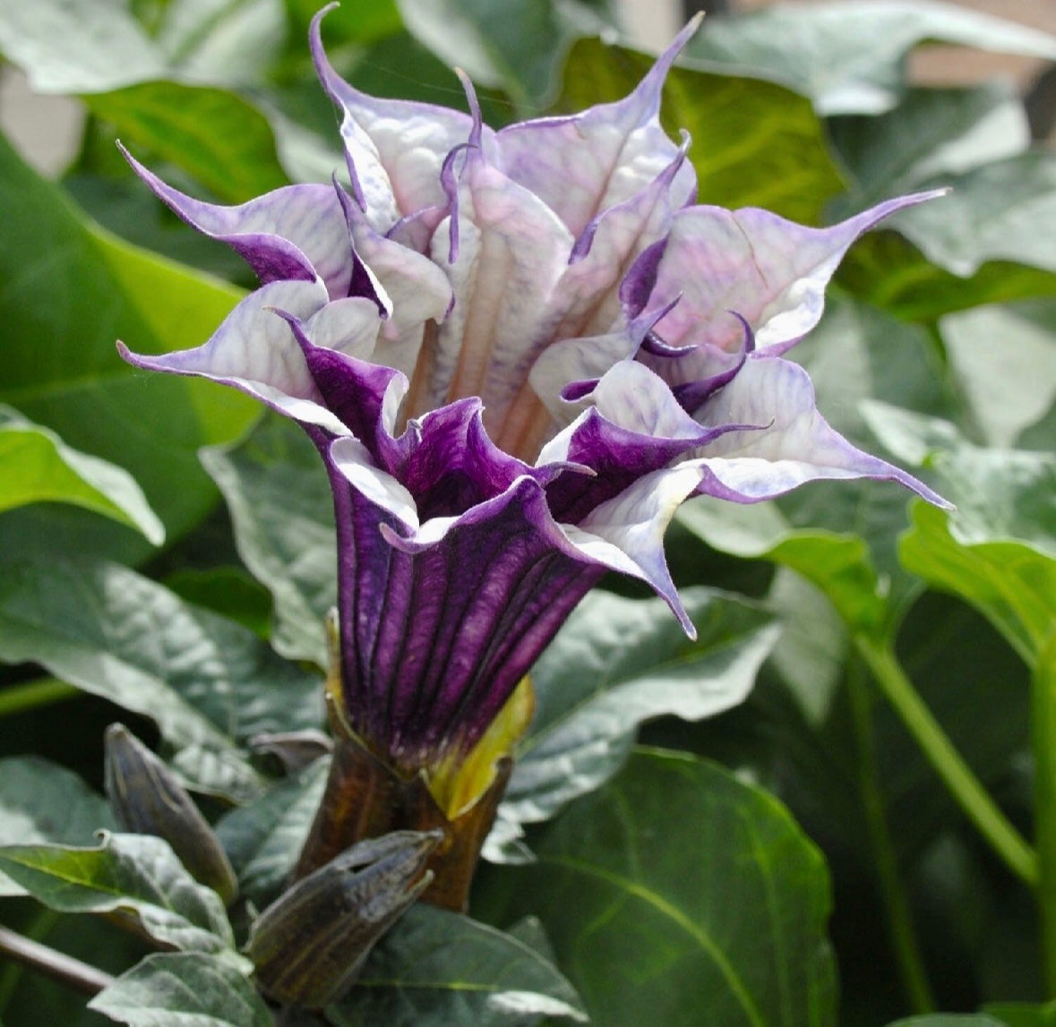 Double Datura Devil’s Golden Yellow Queen Seeds ~ Angel Trumpet ~ Datura Metel ~Datura Golden Yellow Queen ~ Chlorantha ~ Moonflower