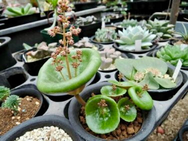 Rare Crassula Umbella Semillas Seeds ~ 'Wine Cup' ~ Flowers ~ Succulents ~ Plants ~ Garden ~ Grow Your Own ~ Easy Care