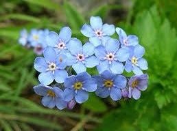 Blue Forget-Me-Not Seeds ~ Myosotis Sylvatica ~ Garden ~ Grow Your Own ~ Spring Flowers ~ Instead of Flowers