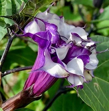 Purple Queen Devil’s Trumpet Seeds ~ Datura Metel ~ Fresh Seeds ~ Blooms ~ Flowers ~ Instead of Flowers ~