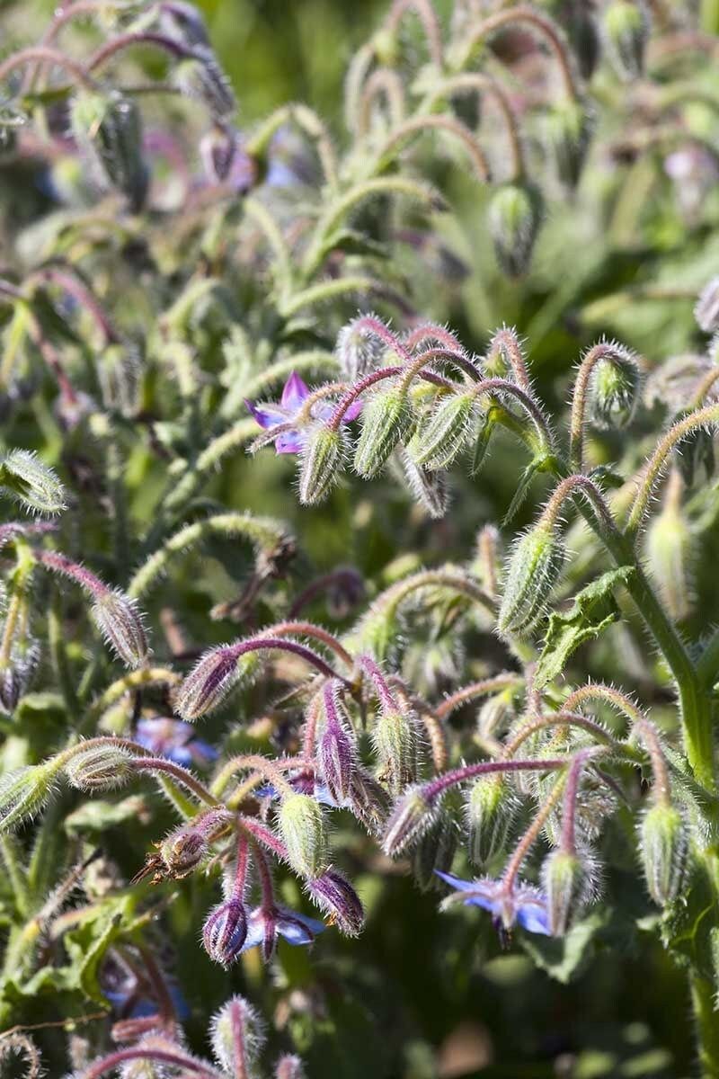 Blue Borage Seeds ~ Starflower ~ Plants ~ Garden ~ Grow Your Own ~ Spring Flowers ~ Heirloom Seeds