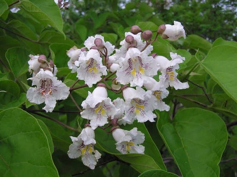 Northern Catalpa Tree Seeds ~ Indian Cigar Flower ~ Trees ~ Pretty ~Exotic ~ Gardens ~ Unique