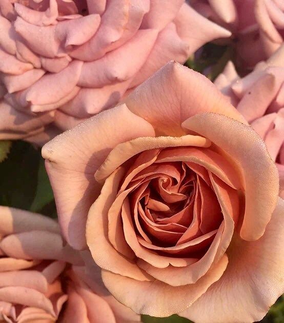 Hot Chocolate Rose Seeds ~ Flower Bush ~ Perennial Flowers ~ Roses ~ Fragrance ~ Bouquet ~ Wedding ~ Flowers