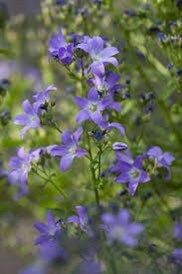 Campanula Lactiflora Seeds ~ ‘Prichard’s Variety’ ~ Milky Bellflower ~ Grow Your Own ~ Spring Flowers ~ Instead of Flowers ~ Flowers