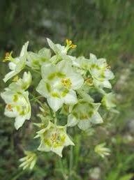 Zigadenus Elegans Seeds ~ Anticlea Elegans ~ Plants ~ Garden ~ Grow Your Own ~ Spring Flowers ~ Instead of Flowers